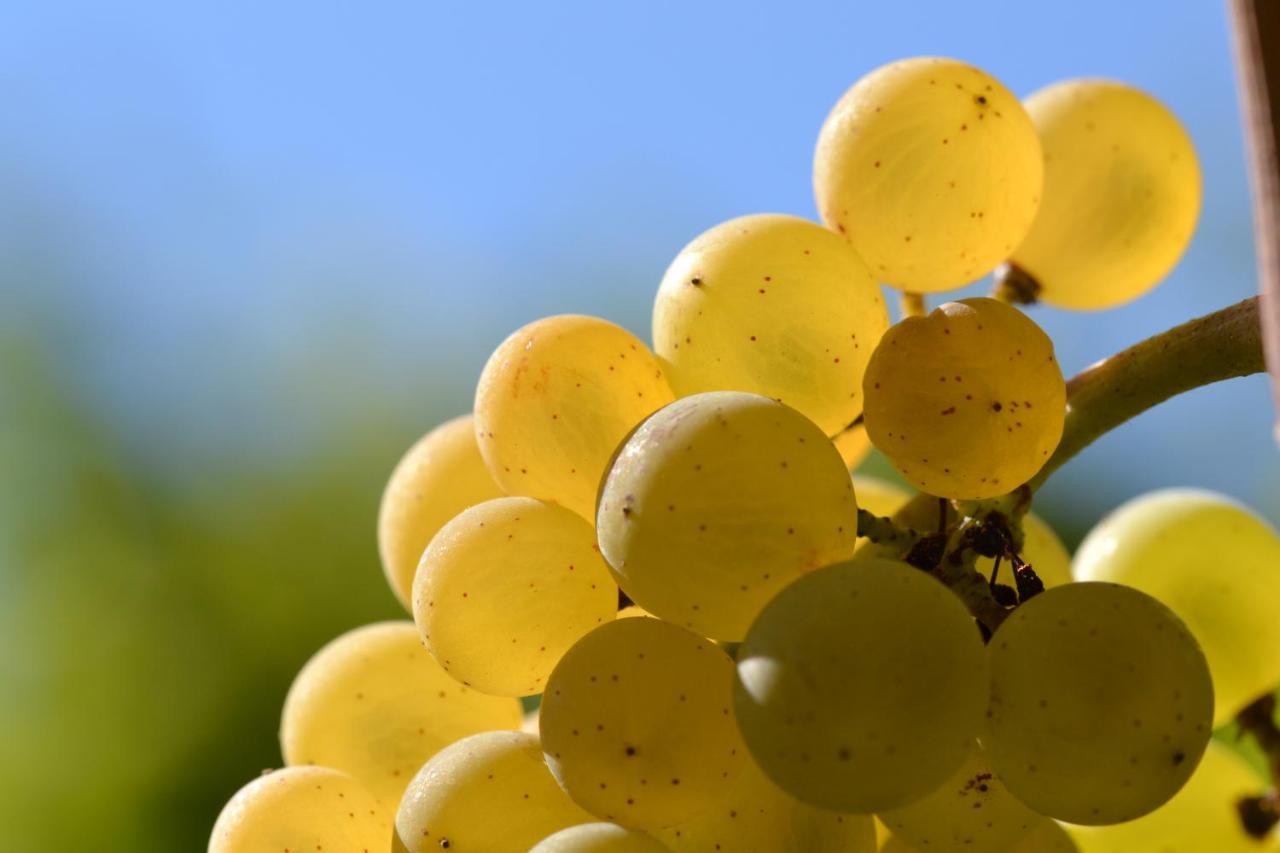 Am Weinberg - Stilvoll, Ruhig, Zum Wohlfuehlen Daire Pfaffenweiler Dış mekan fotoğraf