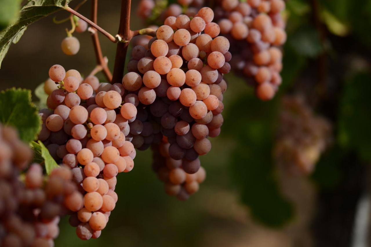 Am Weinberg - Stilvoll, Ruhig, Zum Wohlfuehlen Daire Pfaffenweiler Dış mekan fotoğraf